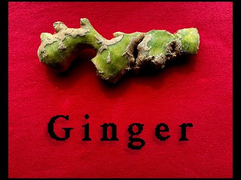 Ginger